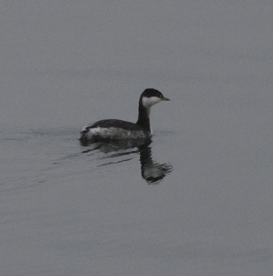 Красношейная поганка - ML645470246