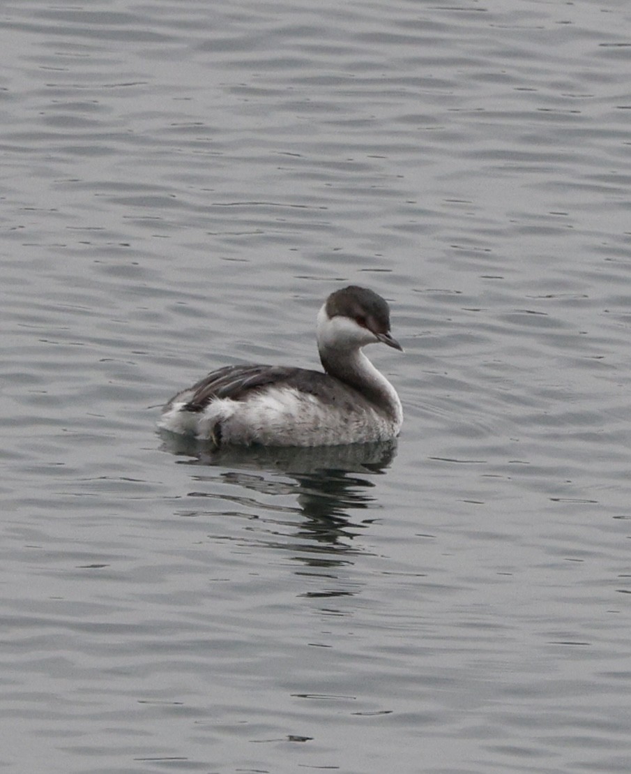 Красношейная поганка - ML645470247