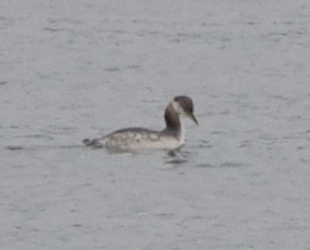 Grèbe jougris - ML645470255