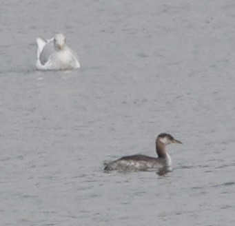 Grèbe jougris - ML645470256