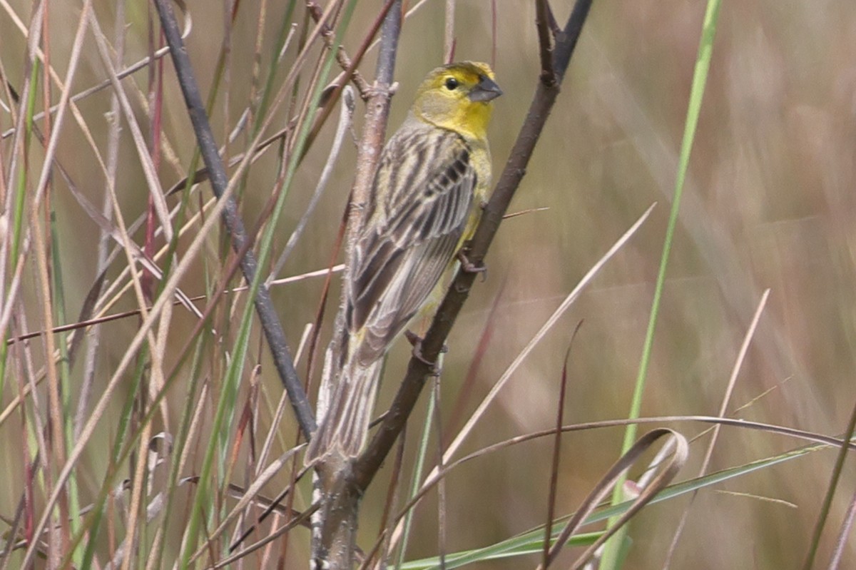 Короткоклювый зерноед - ML645470298