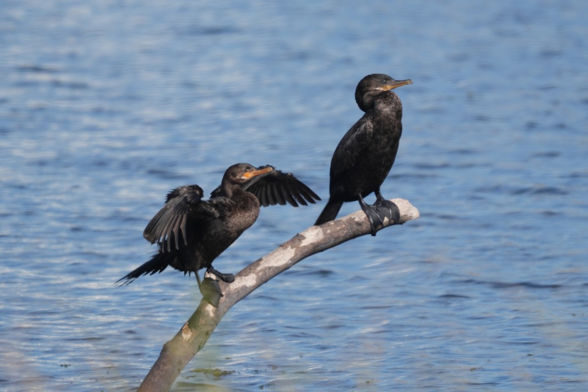 Неотропический баклан - ML645470299