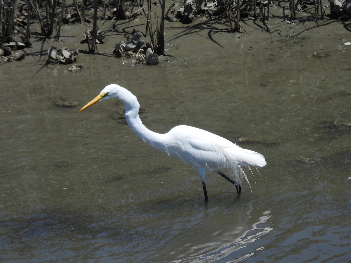 Great Egret - ML645470308