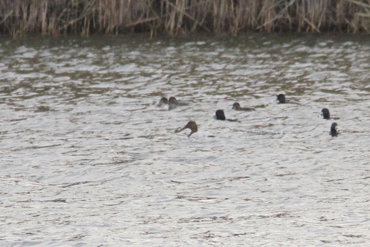 polák dlouhozobý - ML645470309