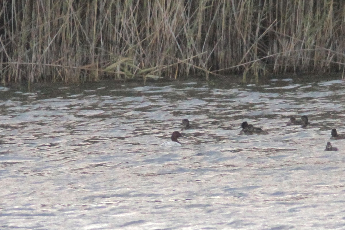 polák dlouhozobý - ML645470310