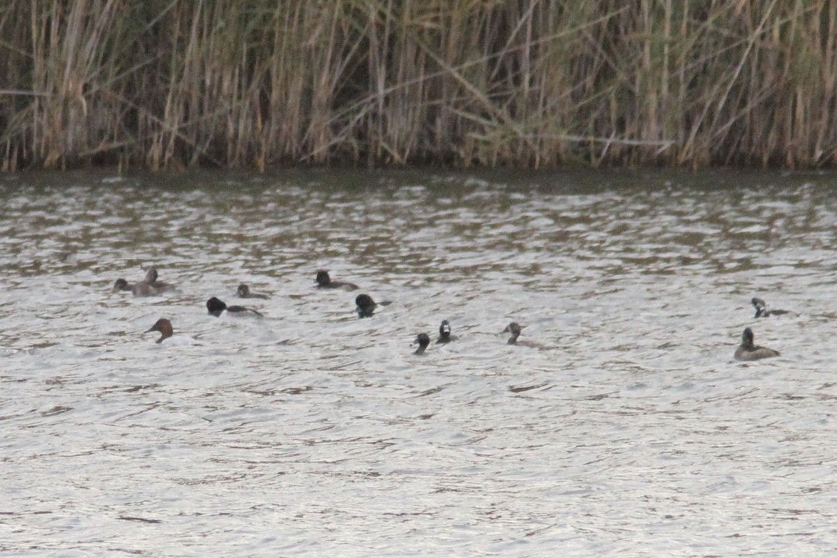 polák dlouhozobý - ML645470311