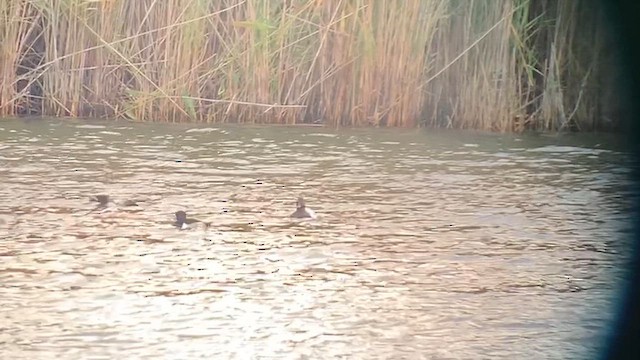 Canvasback - ML645470312