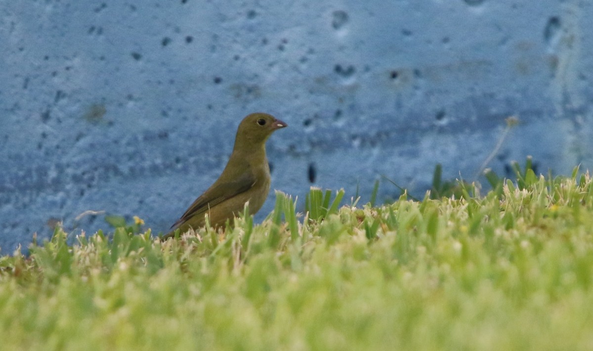 Painted Bunting - ML645470318