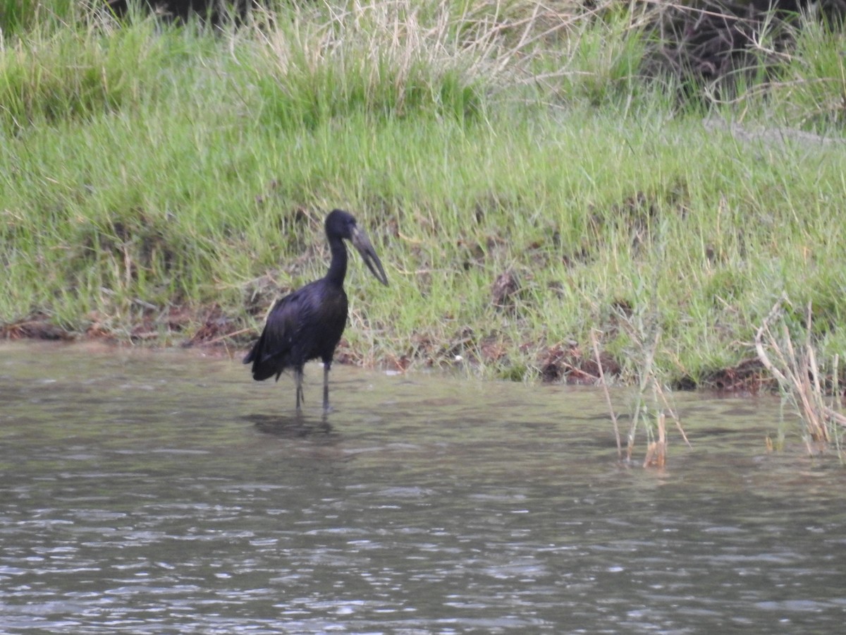 Matxardamoko beltza - ML645470319