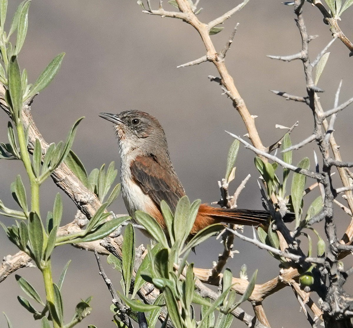 Dark-winged Canastero - ML645470320