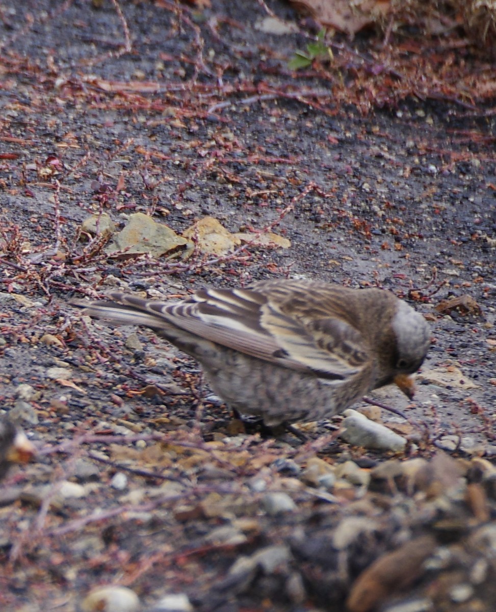 Gray-crowned Rosy-Finch - ML645470321