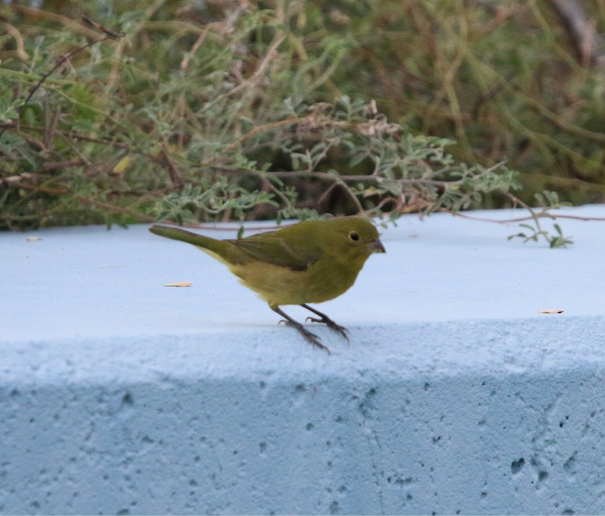 Painted Bunting - ML645470322