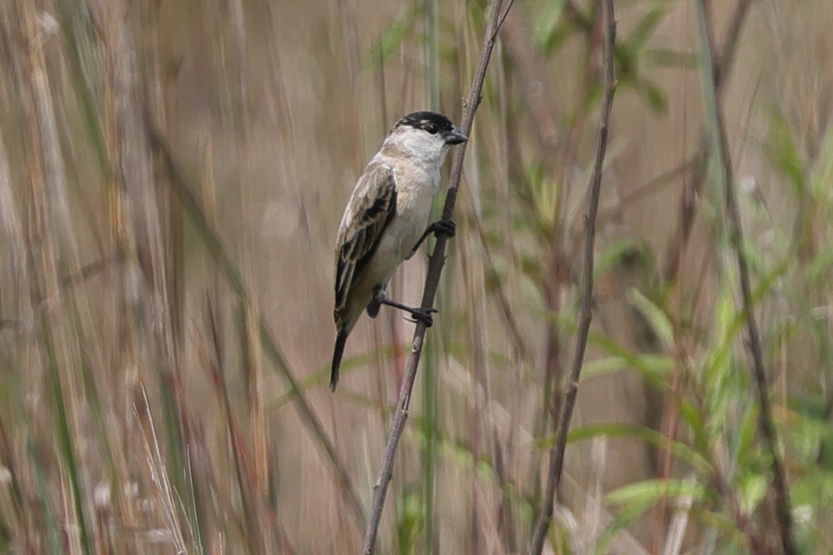 Pearly-bellied Seedeater - ML645470331