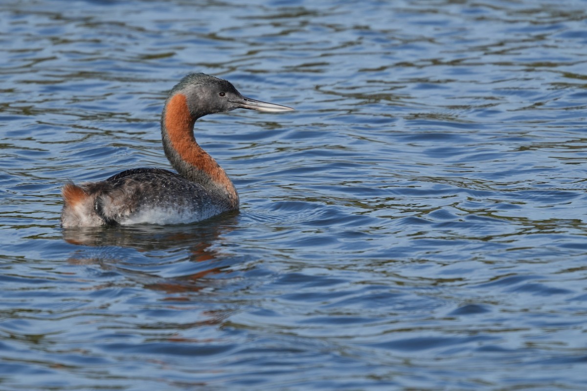 Магелланова поганка - ML645470342