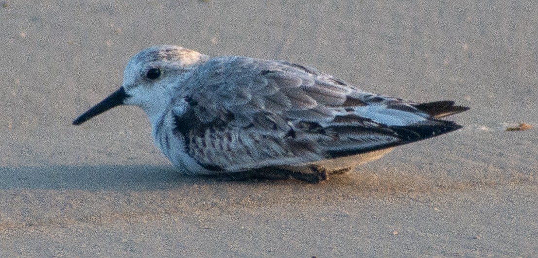 Песчанка - ML645470343