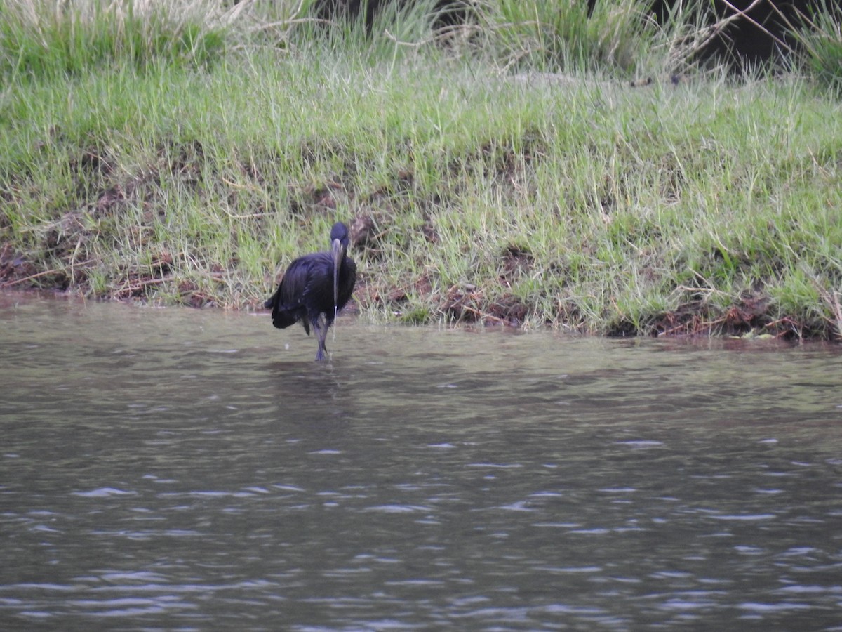 Matxardamoko beltza - ML645470349