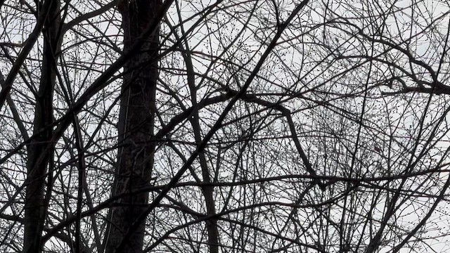 Red-tailed Hawk - ML645470365