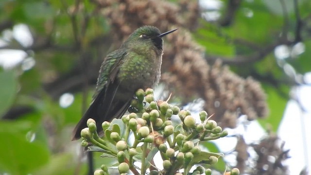 Tyrian Metaltail - ML645470380