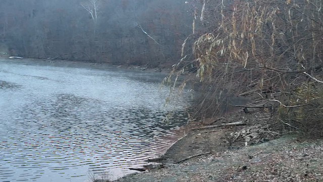 שלדג אמריקני - ML645470388