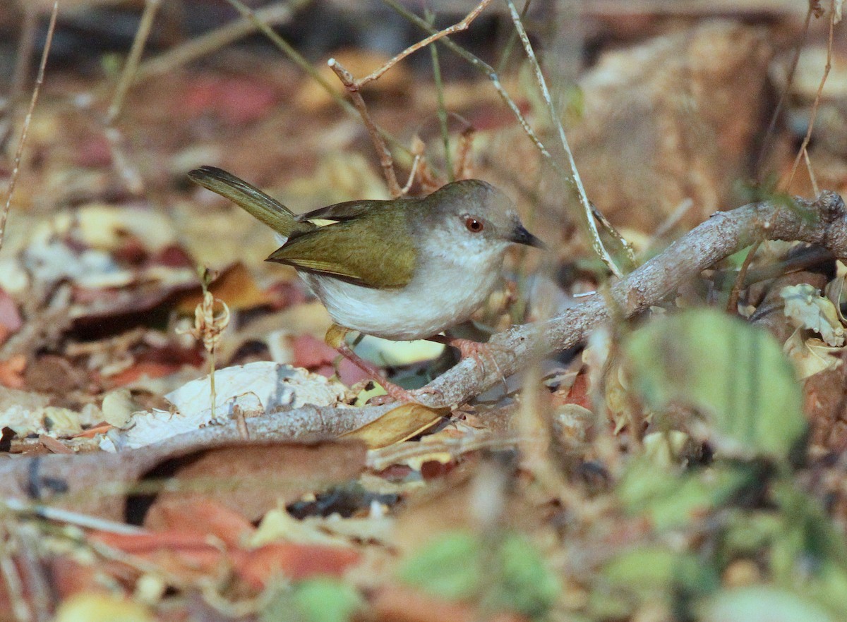 Green-backed Camaroptera - ML645470389