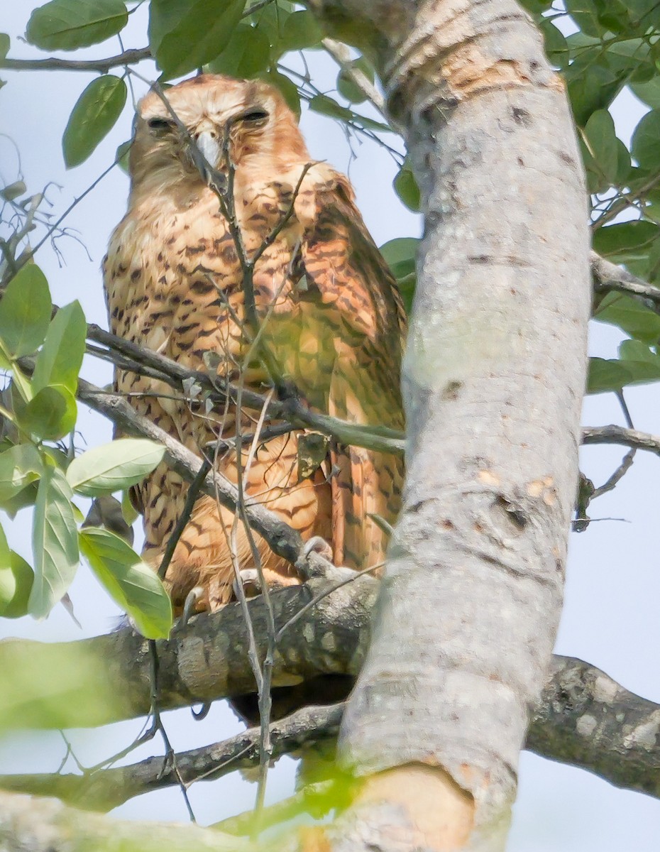 Pel's Fishing-Owl - ML645470396