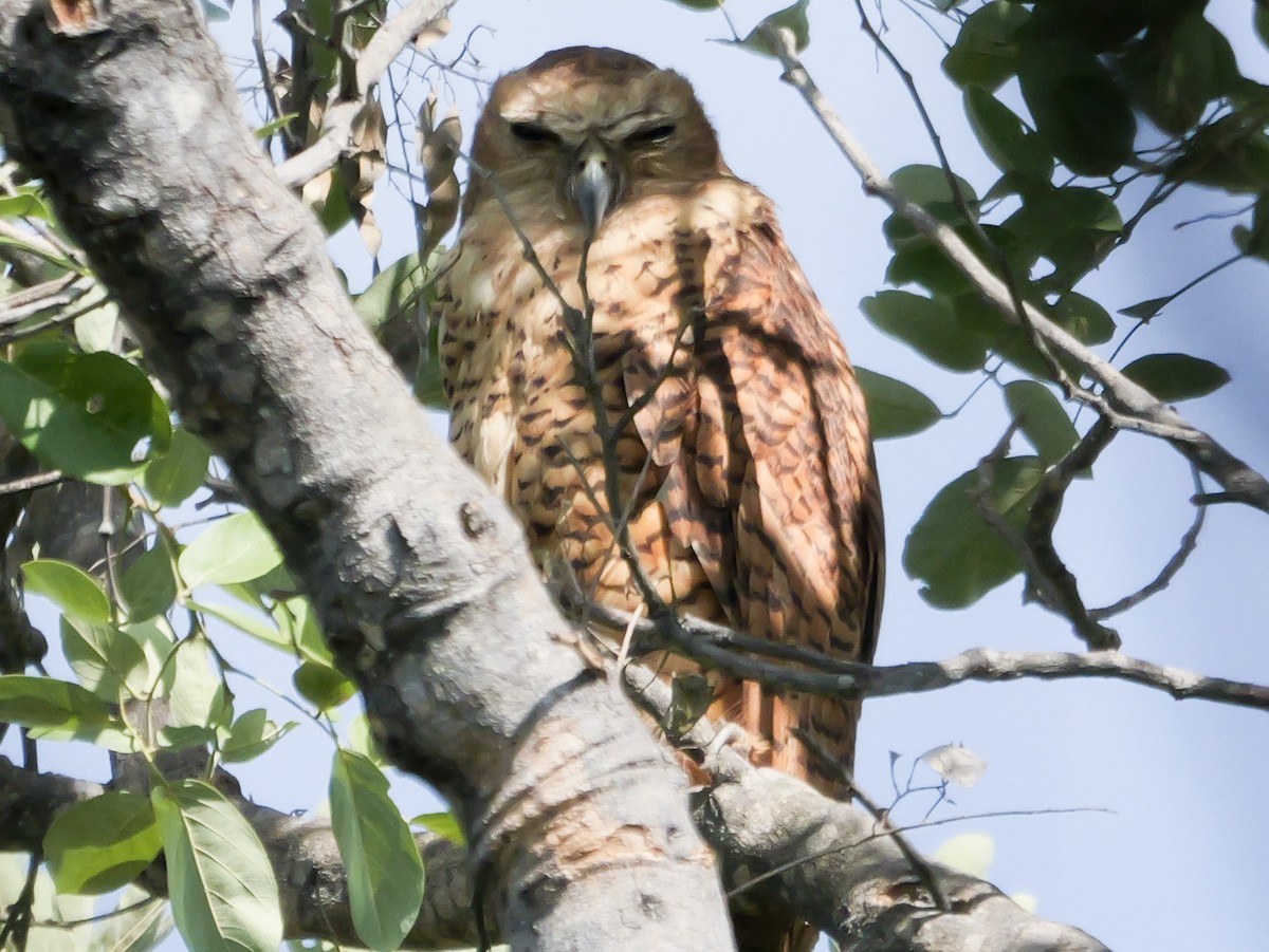 Pel's Fishing-Owl - ML645470397