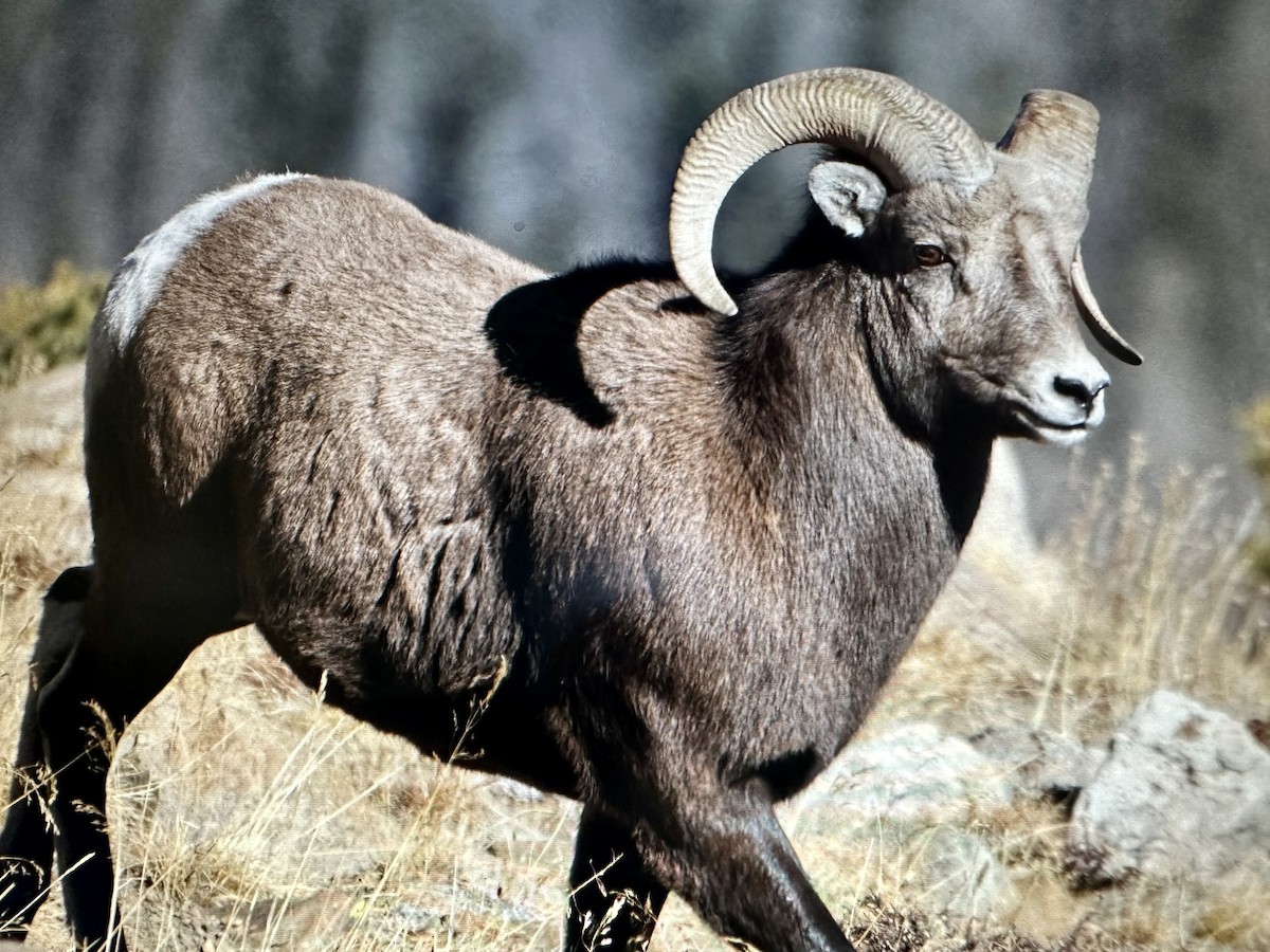 Animals - ML645470398