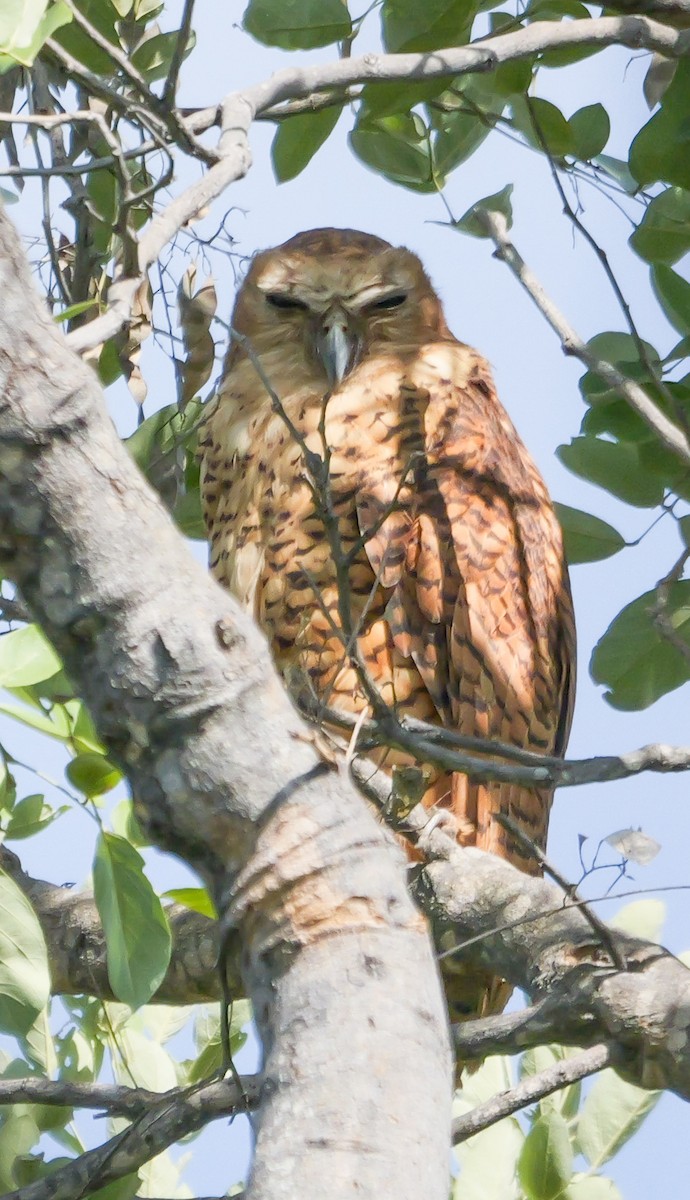 Pel's Fishing-Owl - ML645470399