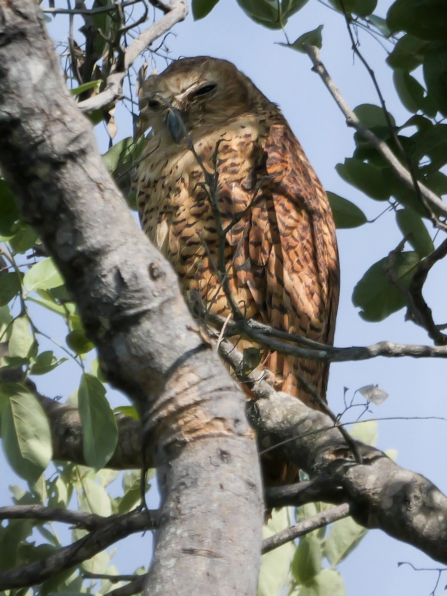 Pel's Fishing-Owl - ML645470400