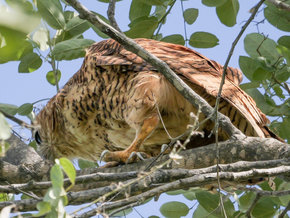 Pel's Fishing-Owl - ML645470401