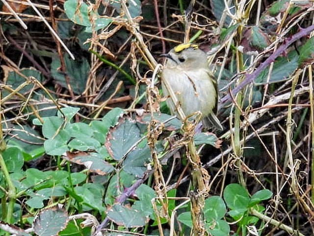 Regolo - ML645470402