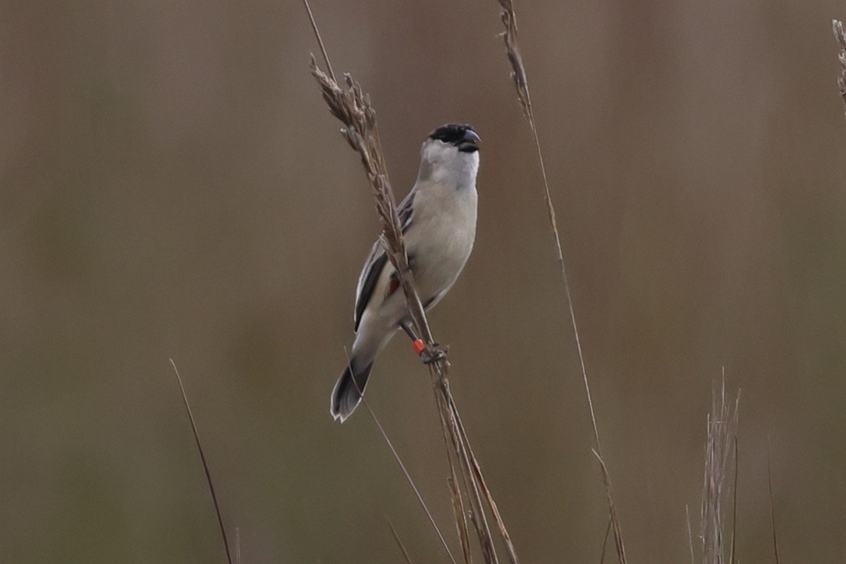 Pearly-bellied Seedeater - ML645470427