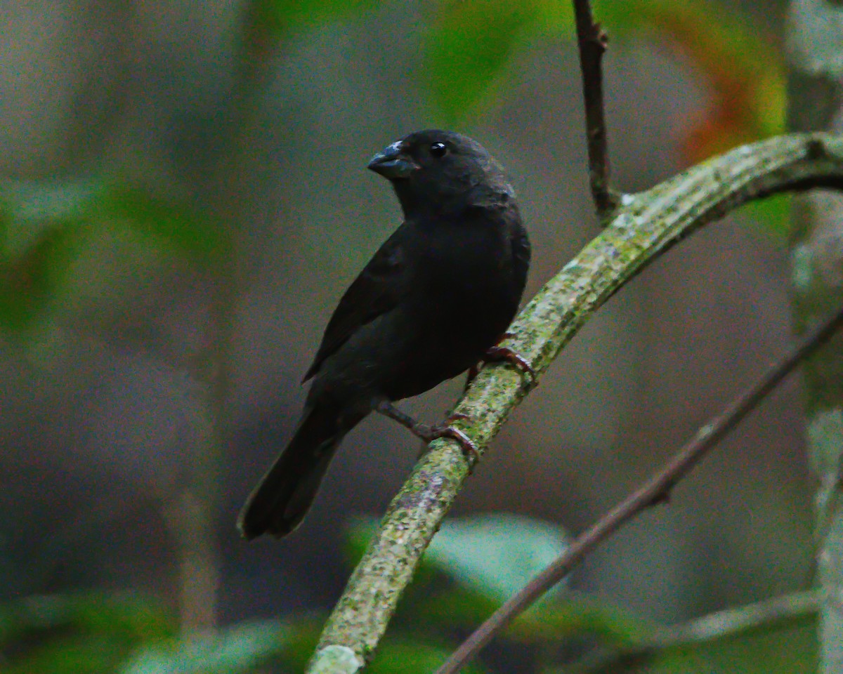 Sooty Grassquit - ML645470431