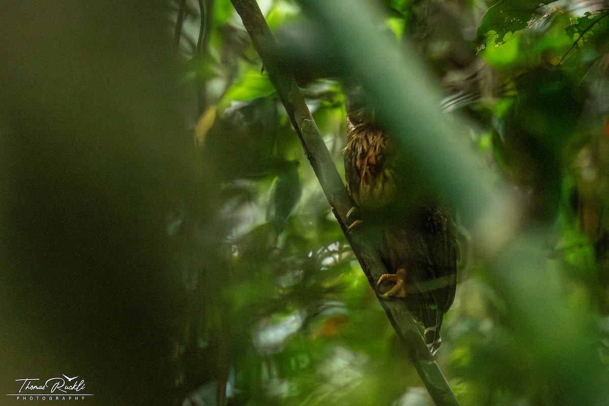 Mottled Owl - ML645470437