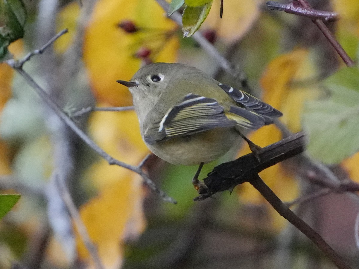 Ruby-crowned Kinglet - ML645470440