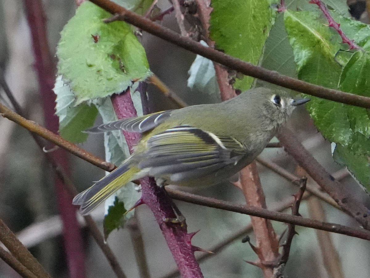Ruby-crowned Kinglet - ML645470441
