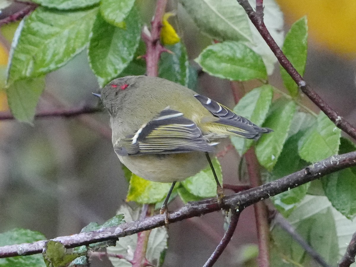 Ruby-crowned Kinglet - ML645470442