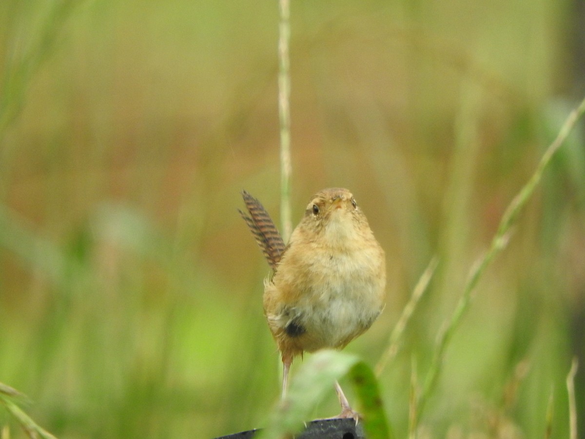 Grass Wren - ML645470448