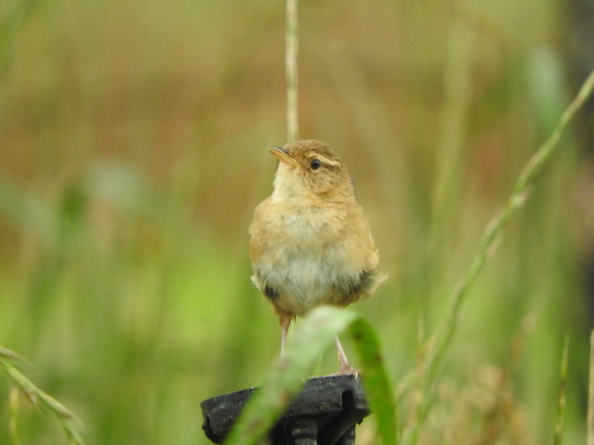 Grass Wren - ML645470449