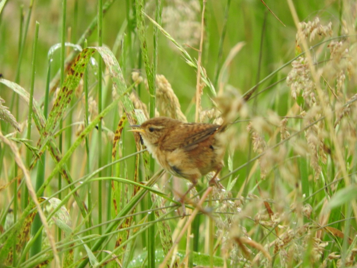 Grass Wren - ML645470450