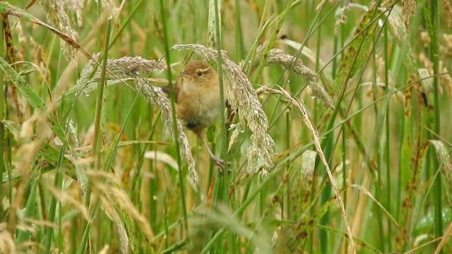 Grass Wren - ML645470454