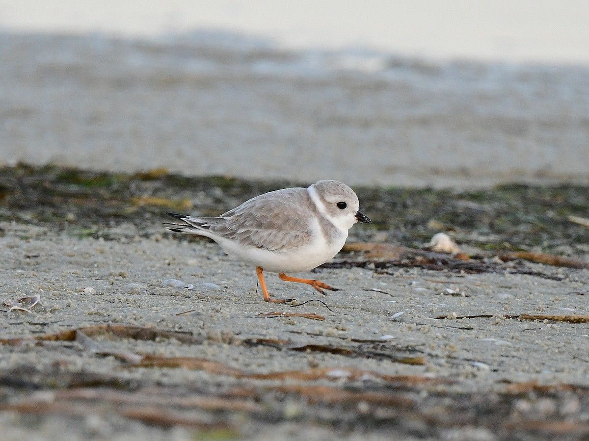 Flötenregenpfeifer - ML645470461