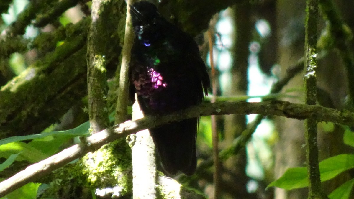 Mor Karınlı Parlakalın - ML645470462