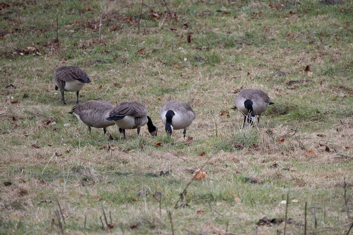 Oca canadese maggiore - ML645470467