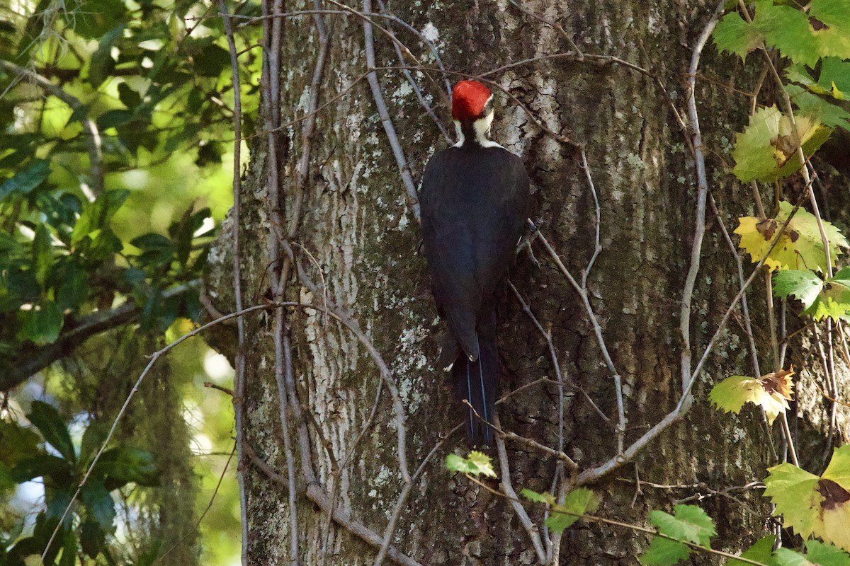 Pileated Woodpecker - ML645470468
