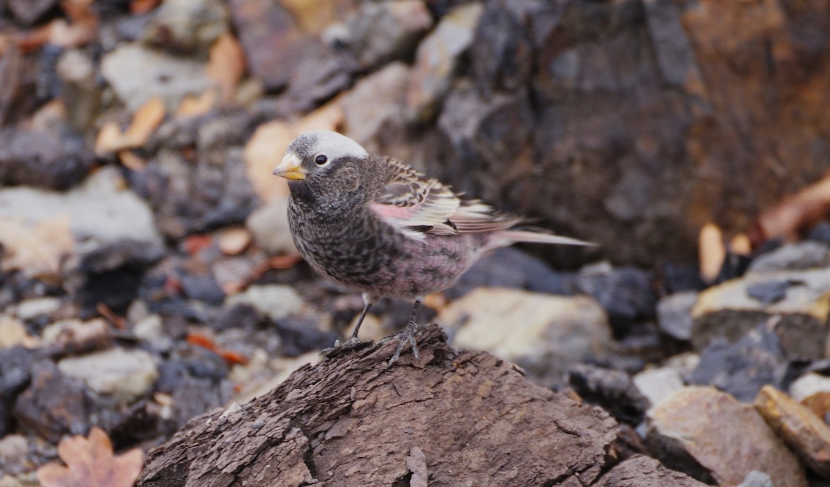 Black Rosy-Finch - ML645470473