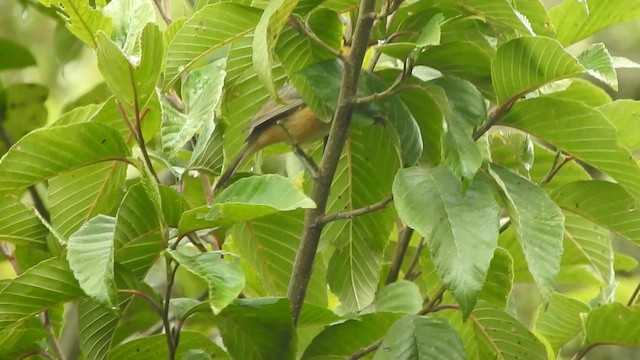 Rufous-chested Tanager - ML645470481
