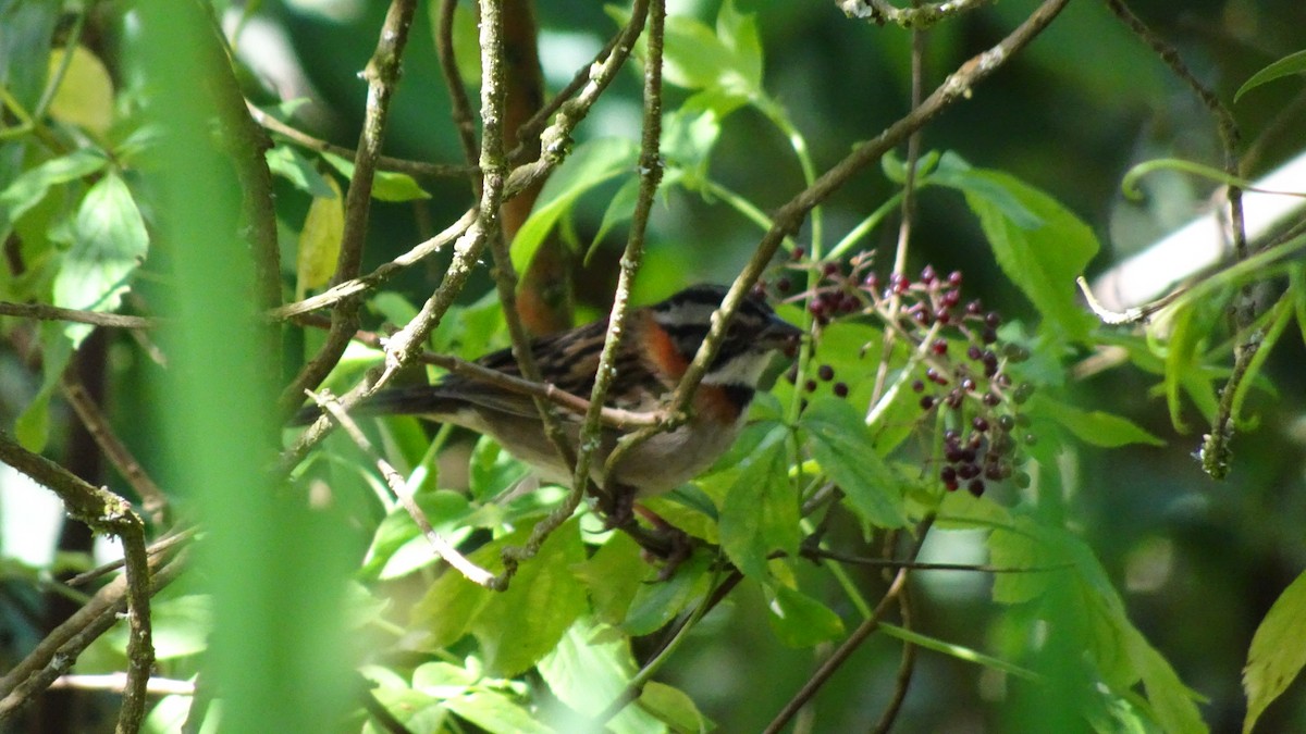 Rufous-collared Sparrow - ML645470482