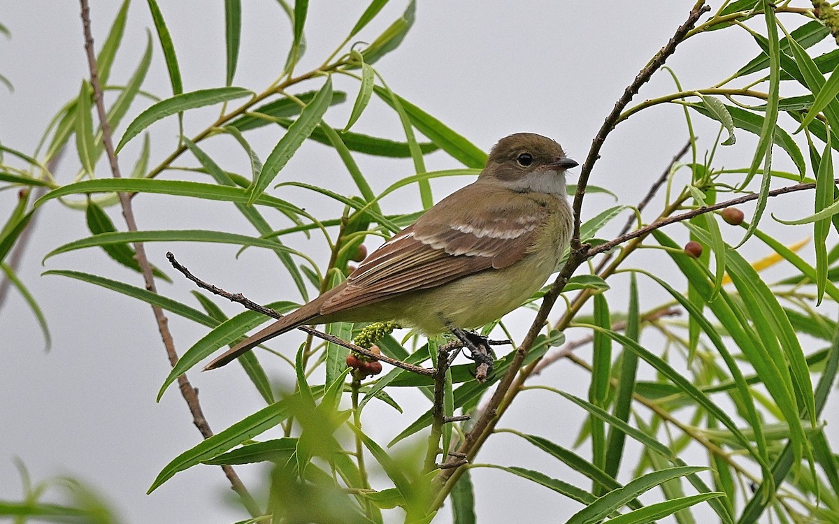 Small-billed Elaenia - ML645470488