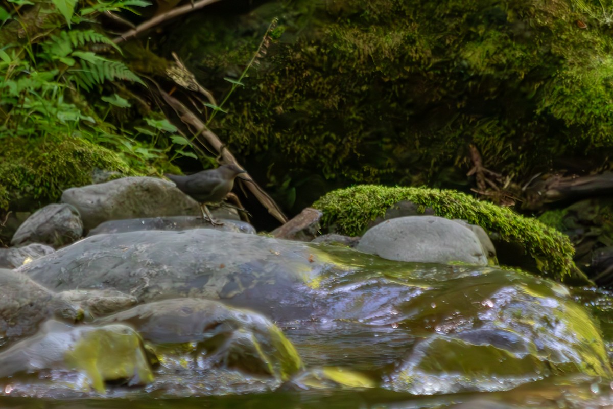 Ur-zozo iparramerikarra - ML645470489